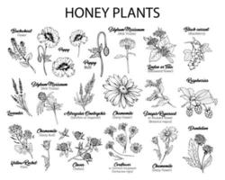 Honey Plants Flowers Black Ink Sketches Set vector