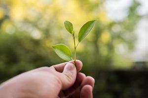 sosteniendo una planta joven en la mano foto