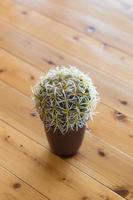 pequeño cactus en una maceta foto