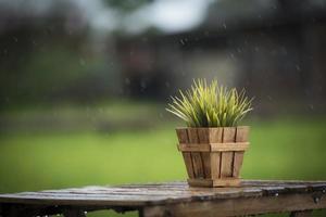 planta verde en una maceta sobre una mesa bajo la lluvia foto