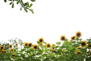 foto de un campo de girasoles