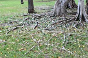 Tree roots in grass photo