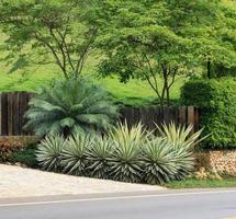 Landscaped lawn near driveway photo