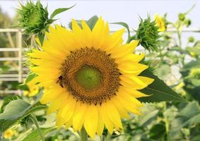 Sunflower with bee photo