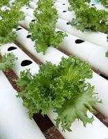 Hydroponic lettuce growing photo