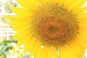 Sunflower close-up outside photo