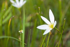 Small flowers on the field photo