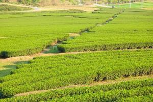 Tea farm in Thailand
