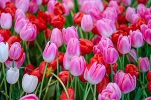 Pink and red tulips photo