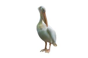 Pelican on a white background photo