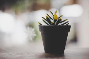 Close-up of a small plant with blurred cafe background photo