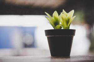 Close-up of a small plant with blurred cafe background photo