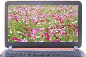 flores en la pantalla del portátil foto