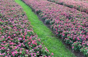 campo de flores rosadas foto