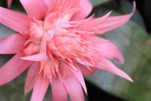 primer plano de flor de piña foto