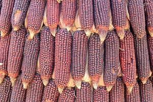 Purple dried corn photo