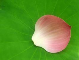 Pink lotus petal photo