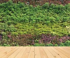 Green wall and wood floor photo