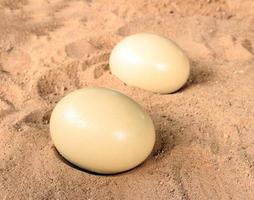 Ostrich eggs on ground photo