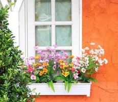 flores en la caja de la ventana foto