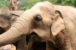 Group of elephants photo