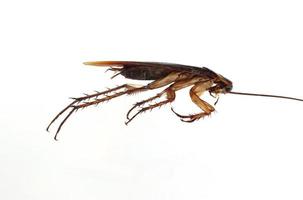 cucaracha sobre fondo blanco foto