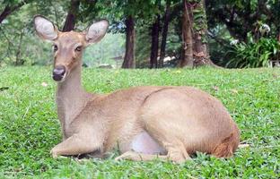 Deer in grass photo