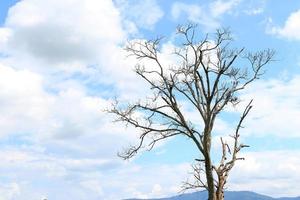 Silhouette of a tree photo