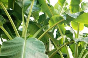 planta de hojas de plátano foto
