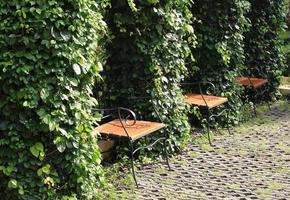 Wood chairs in park photo