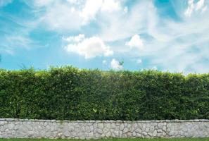 Brick wall and green hedge photo