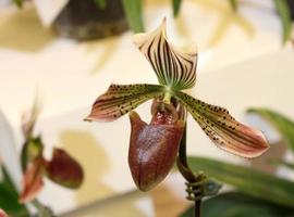 Lady slipper orchid photo