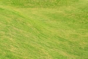 Green grass background photo