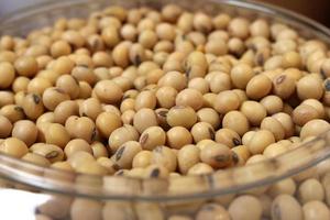 Soybeans in bowl photo