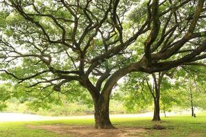 Trees in a park photo