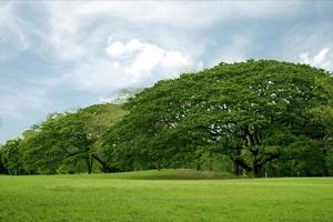 Green lawn and trees photo