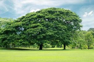 Big trees in garden photo