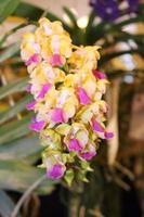 Pink and yellow flowers photo