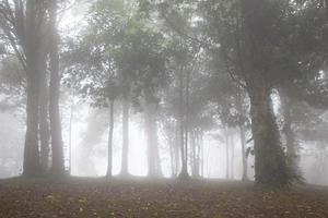 niebla en el bosque foto