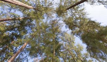 Tall trees in the forest photo