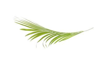 Palm branch isolated photo