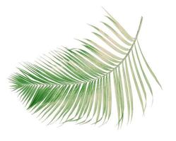 Faded coconut leaf photo