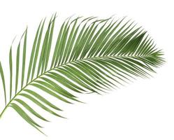 Palm branch on white background photo