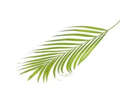 Tropical palm leaf isolated on white photo