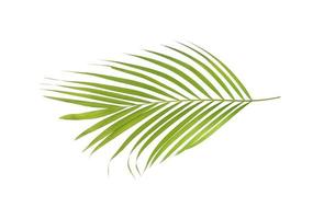 Vibrant green palm branch photo