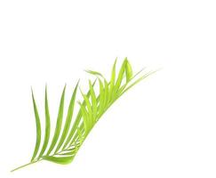 Curved palm leaf photo