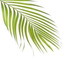 Green tropical palm leaf on white background photo