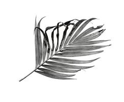 Grayscale of palm leaf photo