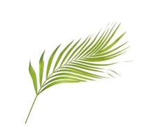 Curved tropical leaf on white background photo