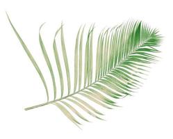 Coconut palm leaf photo